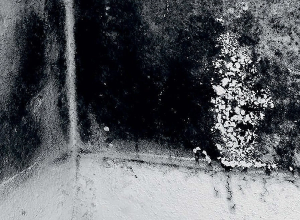 Black mold, common in water-damaged buildings, produces harmful mycotoxins. Our expert protocols ensure its safe removal By Blackwood Restoration
