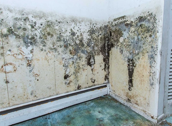 Penicillium, found in water-damaged materials, spreads quickly through HVAC systems in I-35 corridor commercial buildings By Blackwood Restoration
